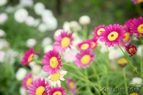 ��Ҫ���ű��˵Ľ�ӡ�����Լ���· (6)