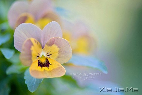 ��Զ���������ᣬ��Զ��������ȥ