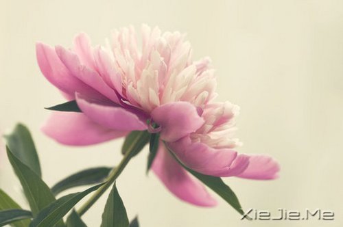 10����ů��Ӣ�ĸ����Ƽ� (10)